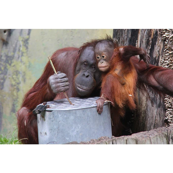 Aalborg Zoo - Årskort til en familie med to voksne og to børn